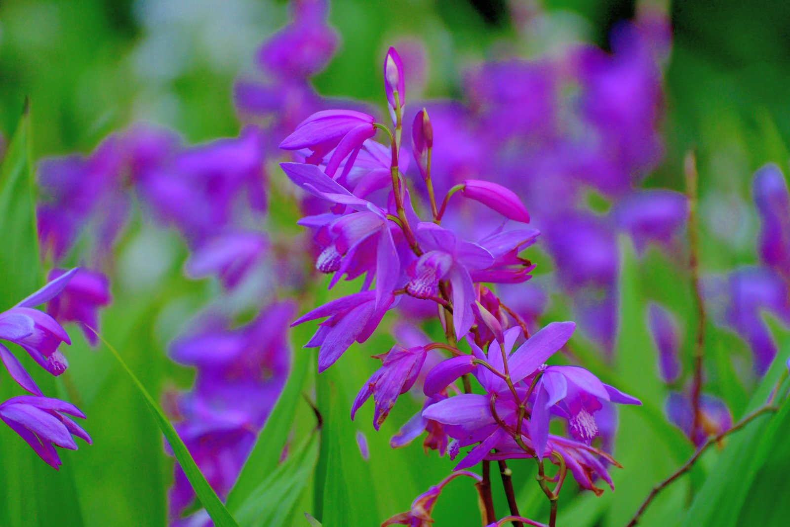 白芨有哪些常见虫害？白芨虫害防治方法