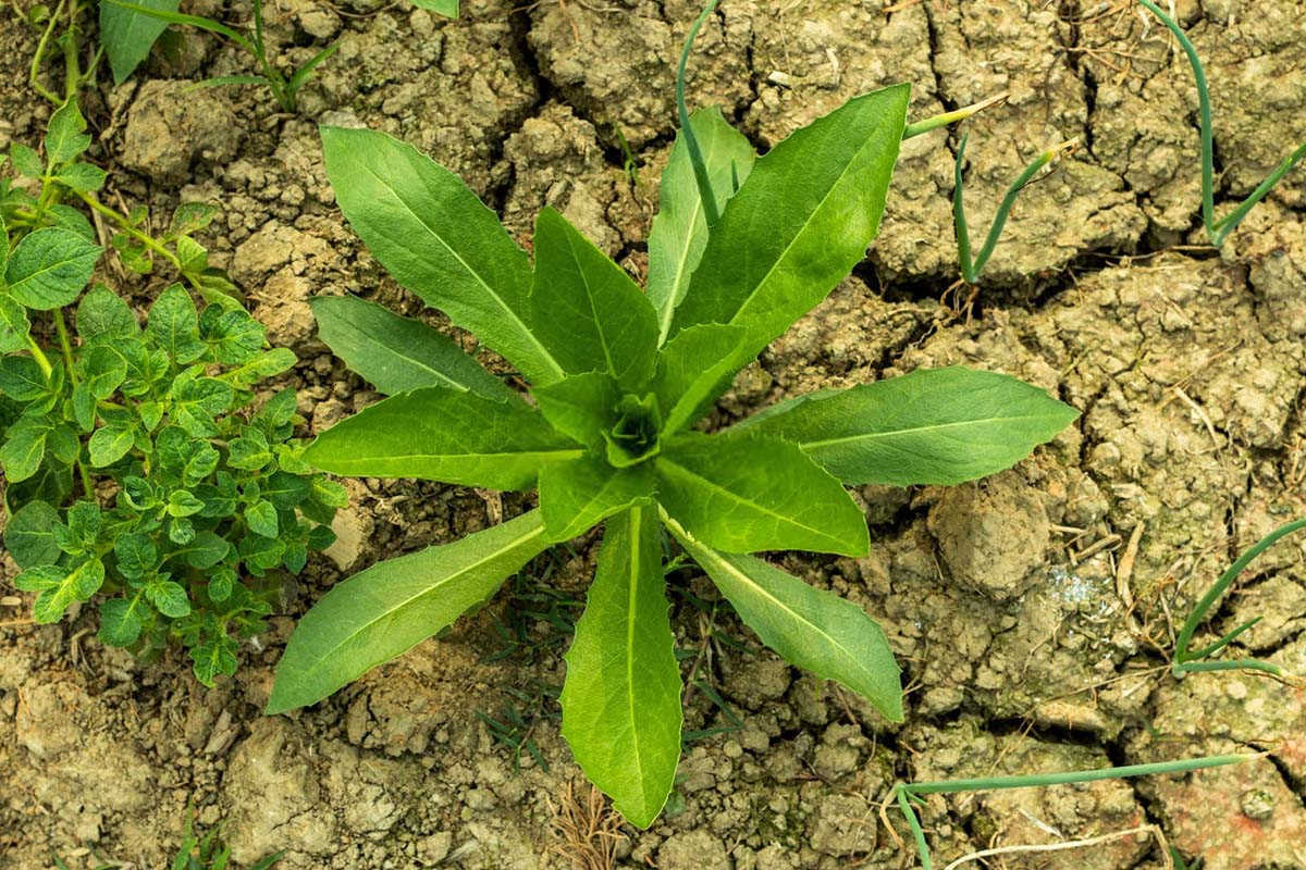 绿色未来：中药白术的种植前景与技术革新