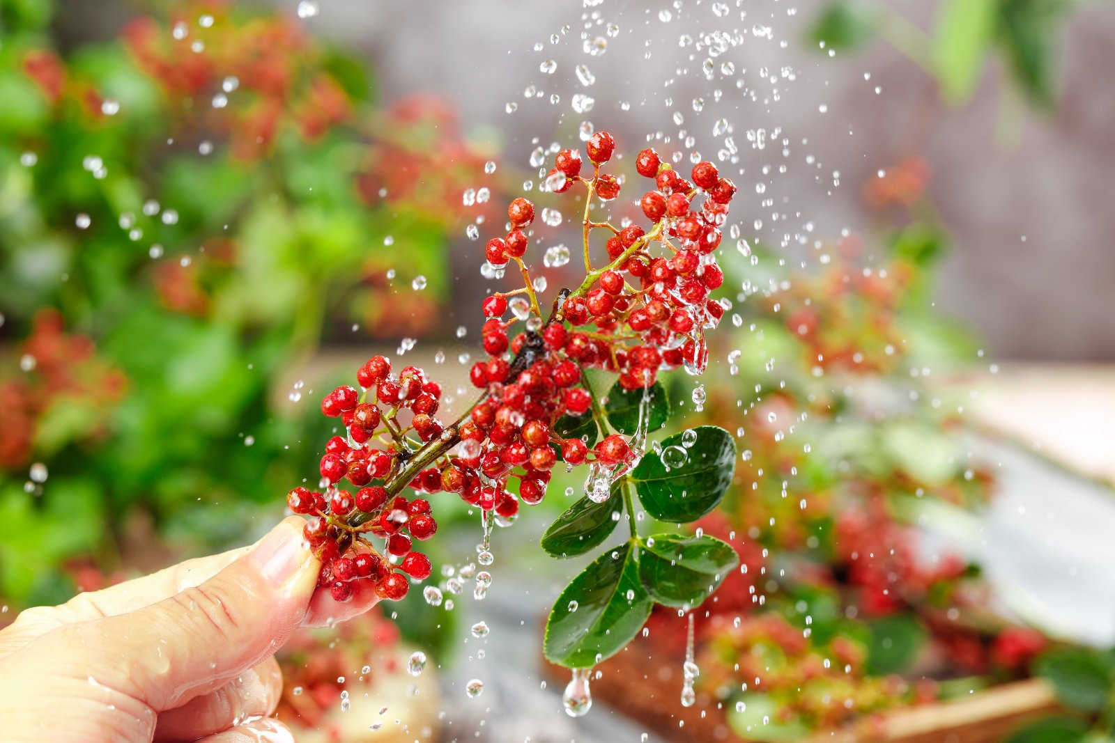 花椒冻害原因是什么？如何预防花椒冻害？