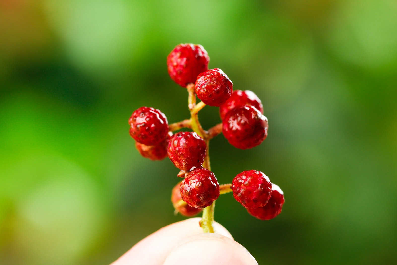 绿色守护：高效防治花椒虫害的药剂策略