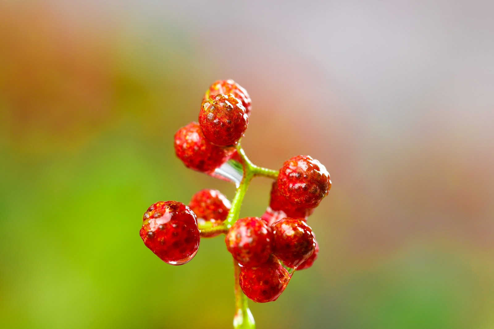 花椒树流胶是什么原因？