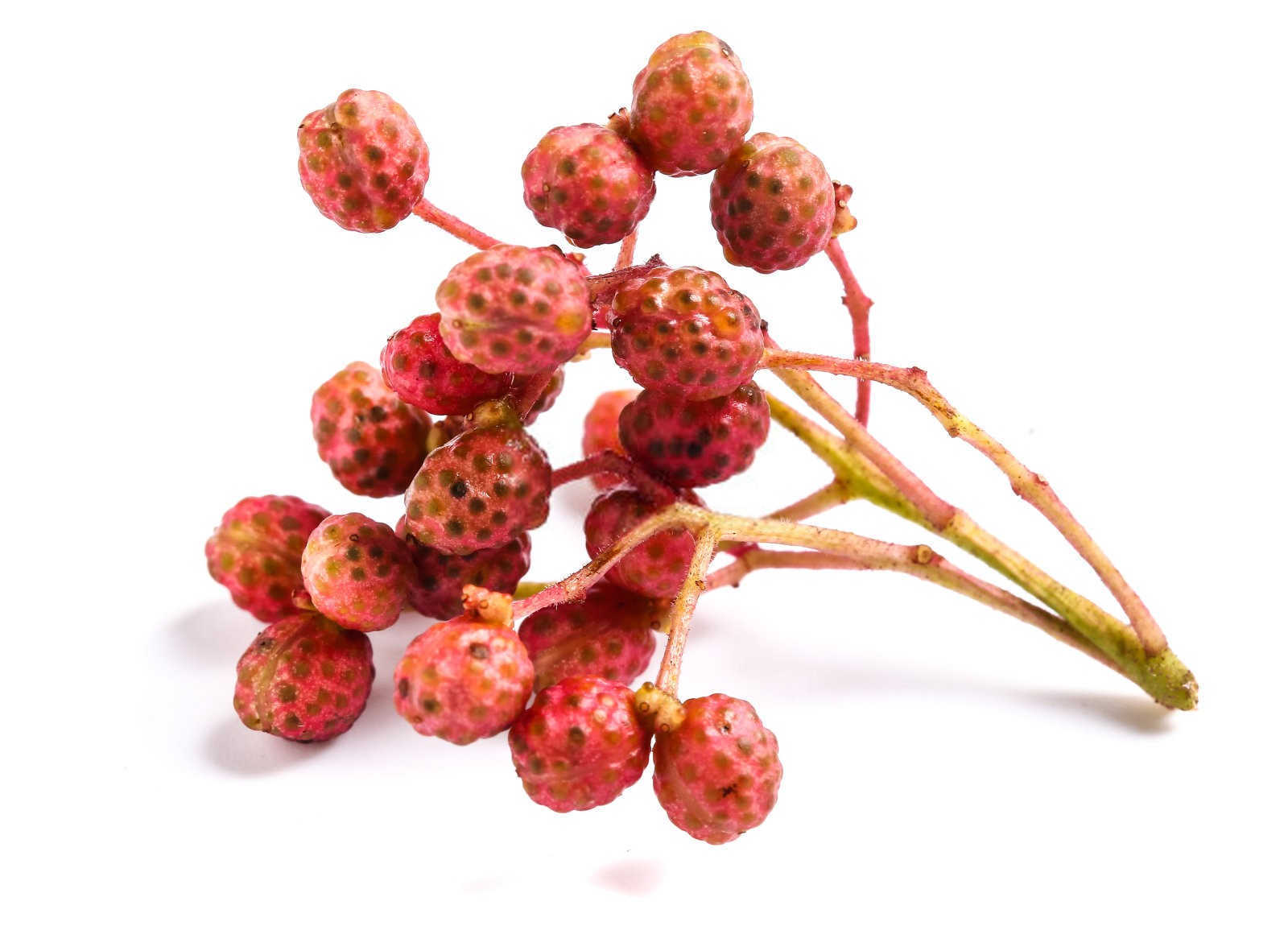 揭秘最佳花椒种植间距：实现高效农业的关键步骤