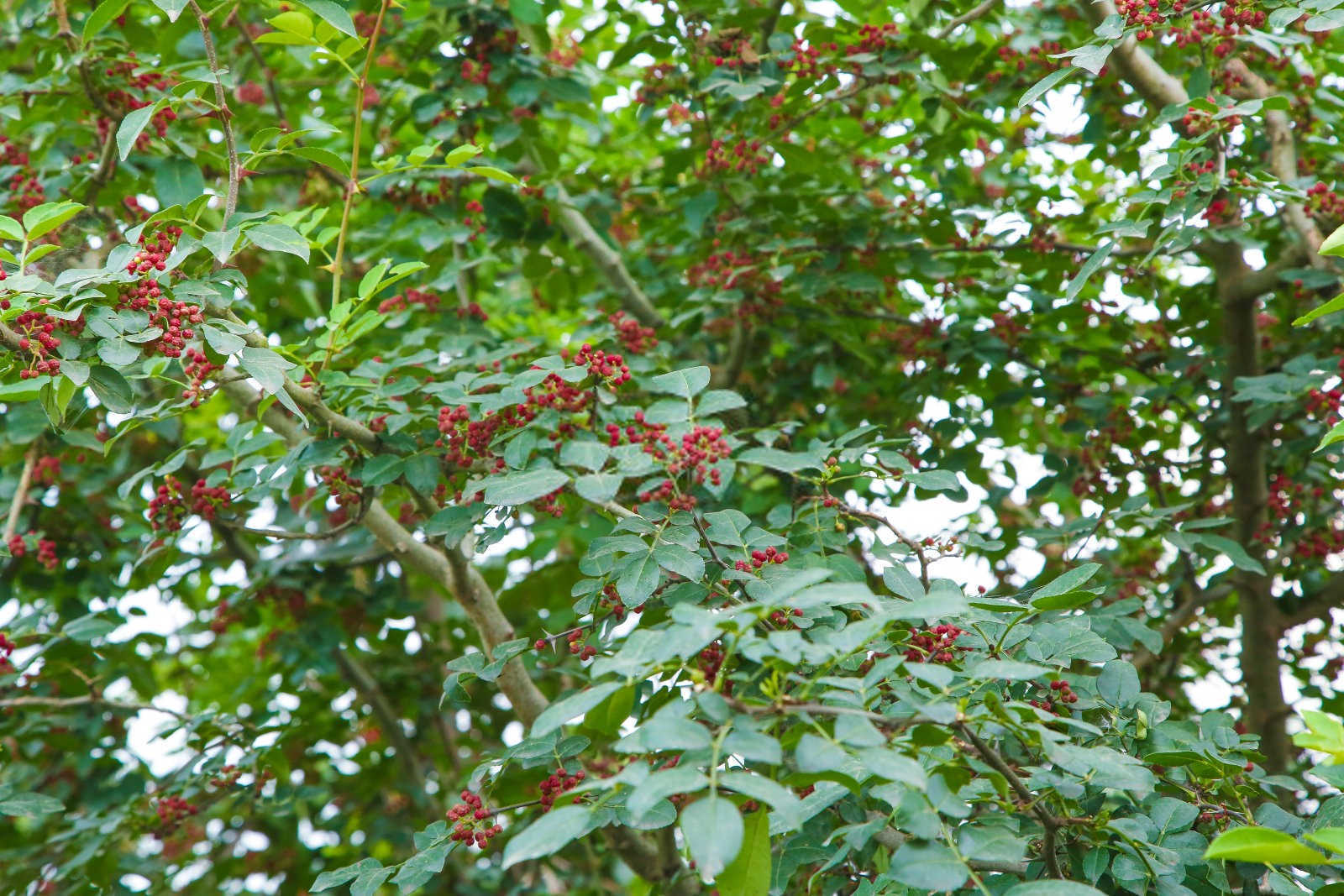 花椒冻害原因是什么？如何预防花椒冻害？