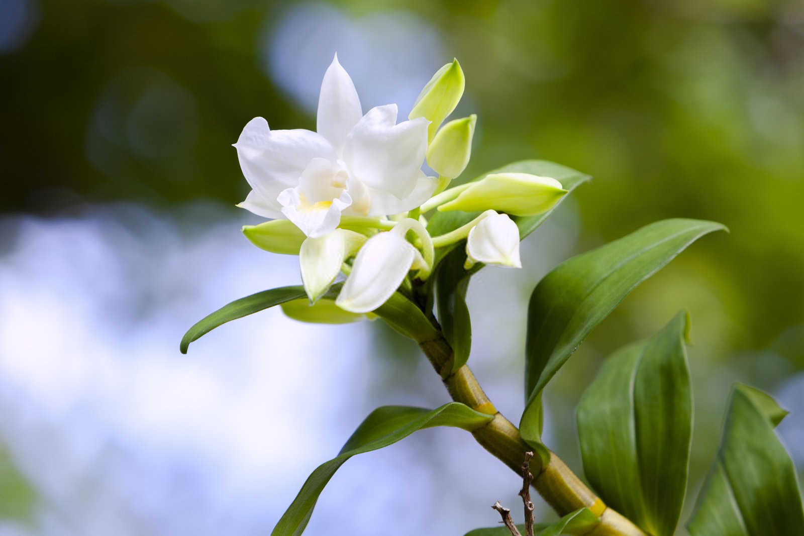 石斛花蕾脱落，是怎么原因？