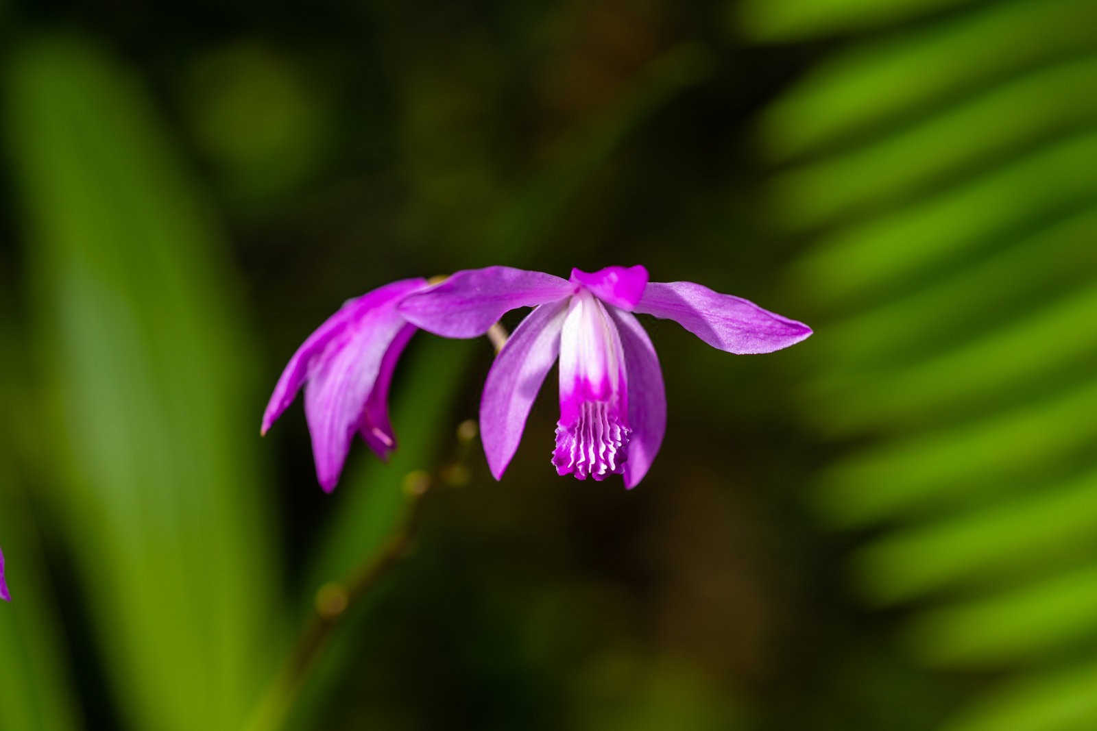 白芨有哪些常见虫害？白芨虫害防治方法