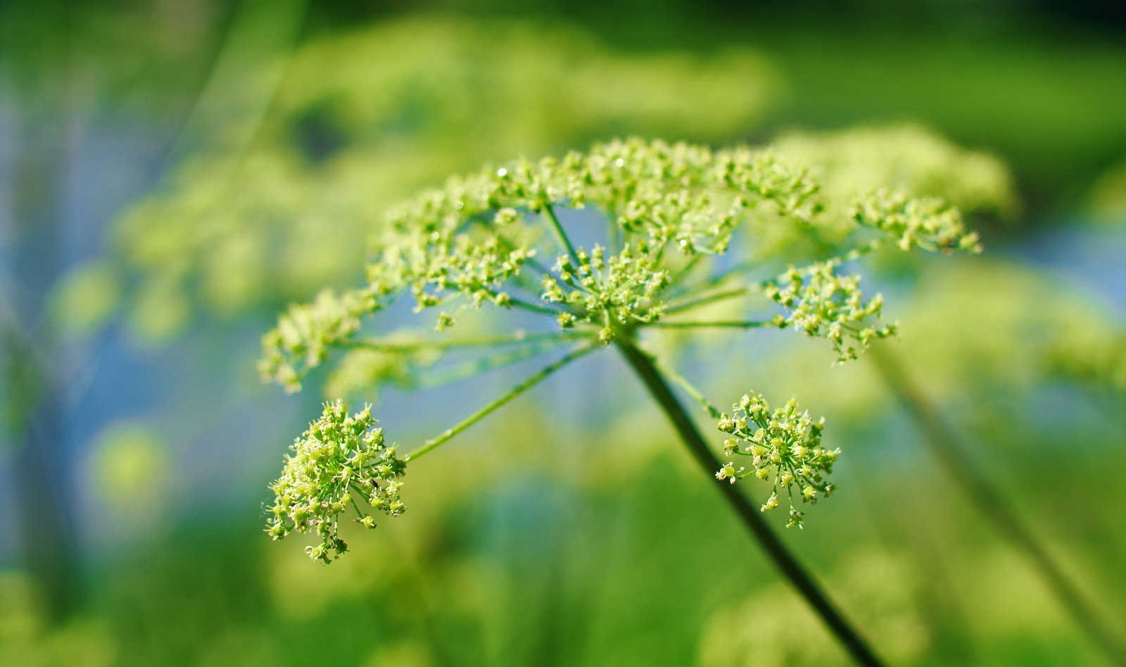 当归种子怎么种？当归种子的种植方法