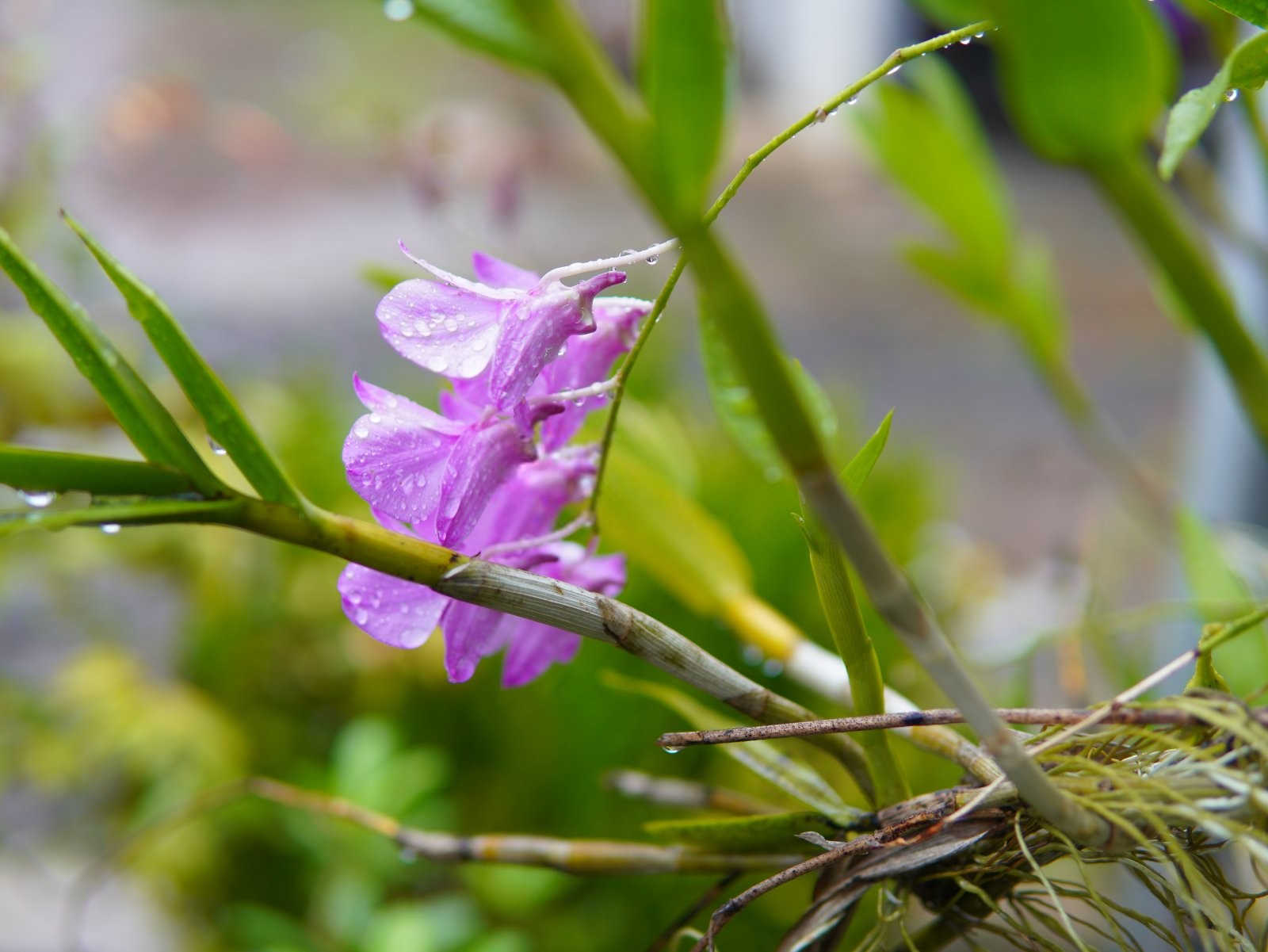 球花石斛种植时应注意的养护方法有哪些？