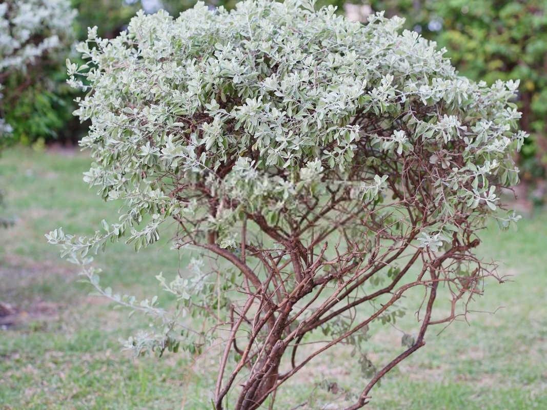 揭秘自然宝藏：白芨的独特药效与应用