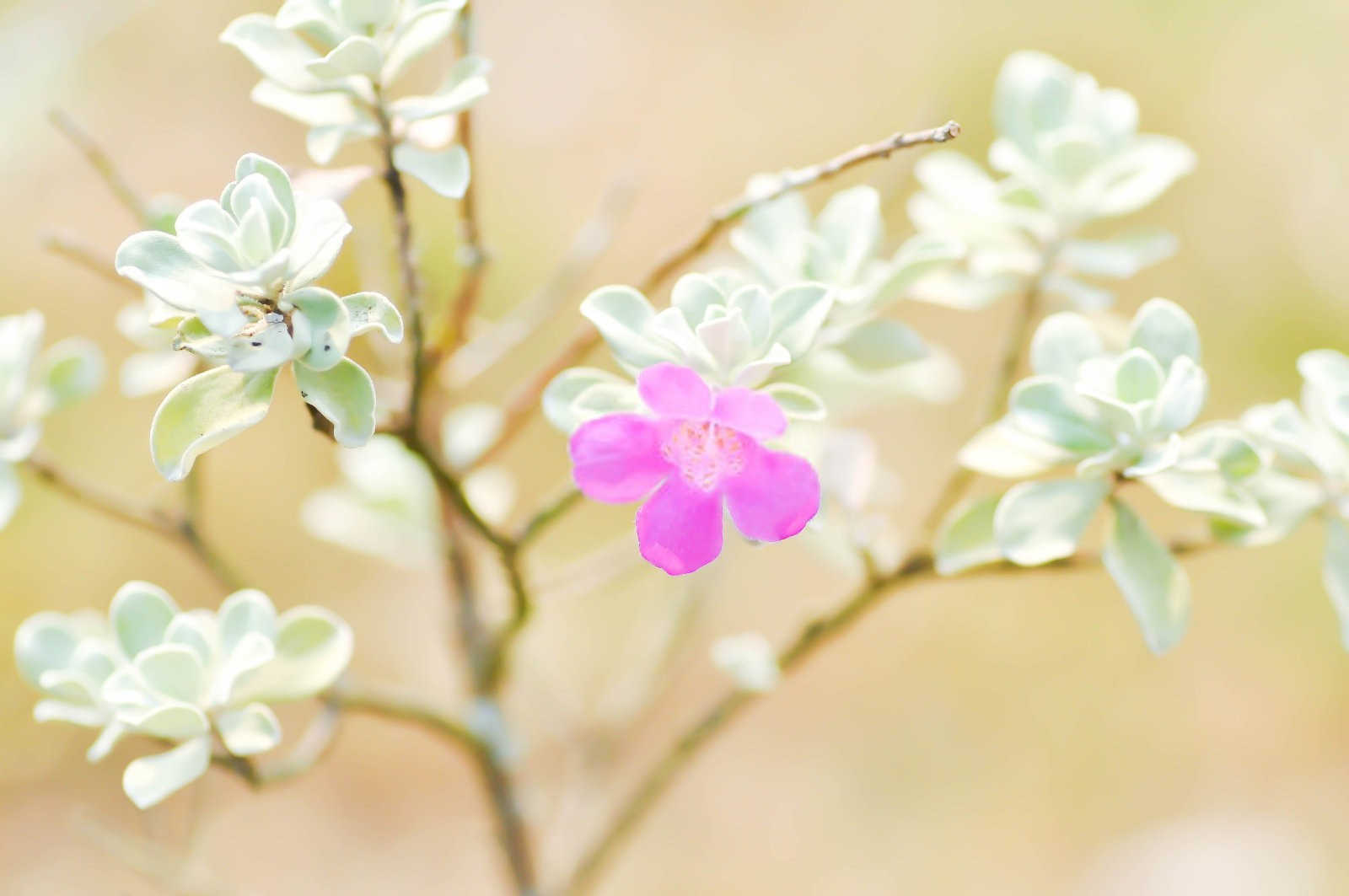 白芨底肥与磷肥：植物生长的黄金搭档