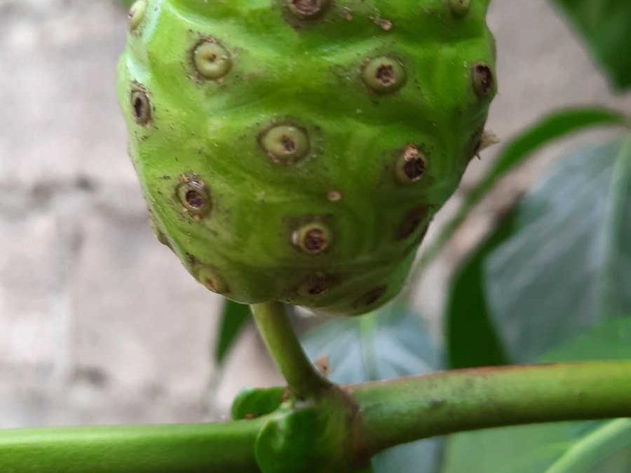 揭秘巴戟天的种植环境：水田是否成为理想之选？